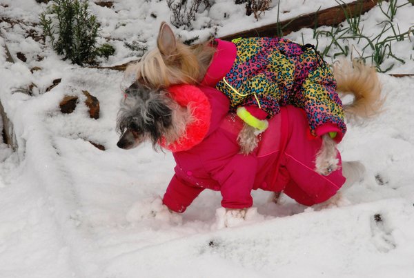 Mit warmen Anzügen von For My Dog aus unserer Chanbajuna Boutique macht das Spielen im Schnee riesig Spass